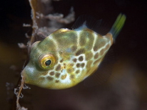 Juvenile leatherjacket hanging onto a piece of kelp while... by Doug Anderson 